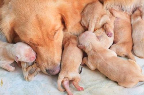 köpekler kaç ayda bir doğurur
