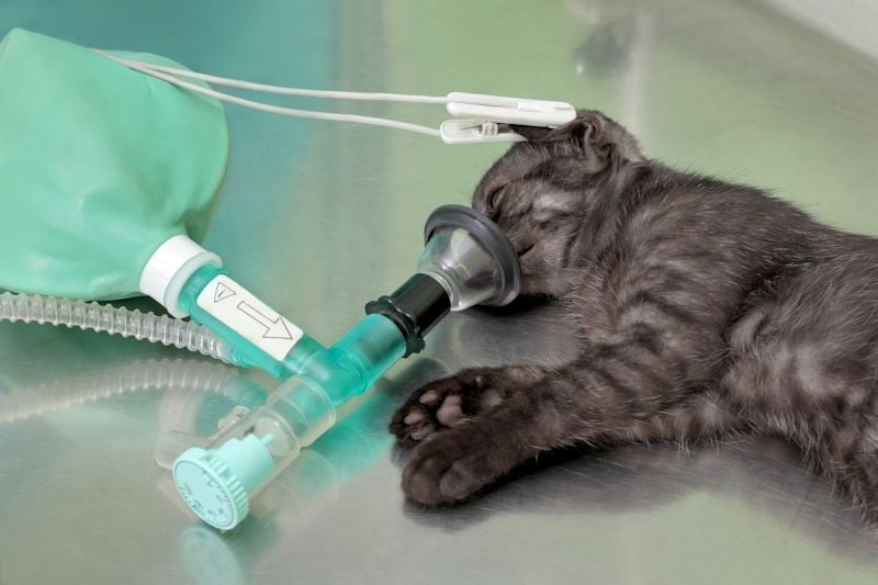 veteriner anestezi ve reanimasyon