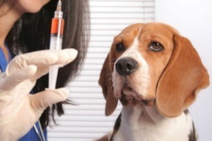 Veteriner Aşılar ve Takibi