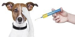 veteriner kliniği aşılar ve takibi
