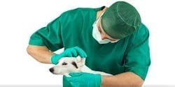 veteriner kliniği Cerrahi Hizmetleri