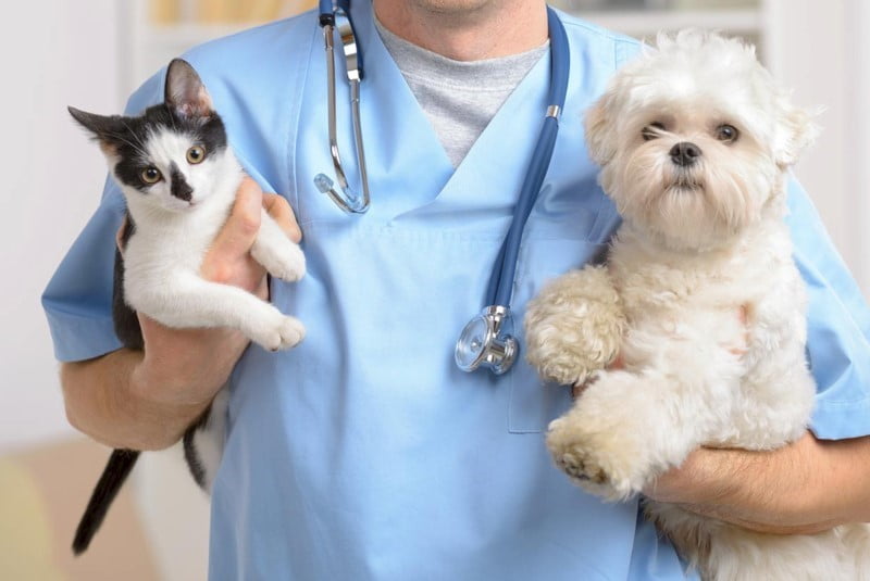 veteriner kısırlaştırma ameliyatları