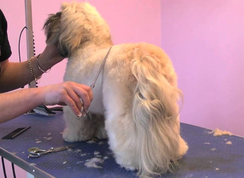 Pet Kuaför